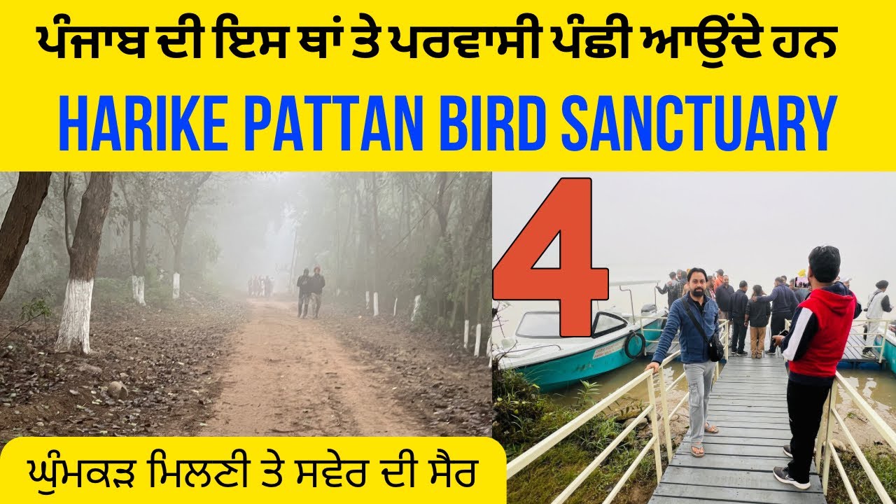 Harike Pattan bird sanctuary | wildlife sanctuary harike | ghumakkad milni 2024 | harike pattan