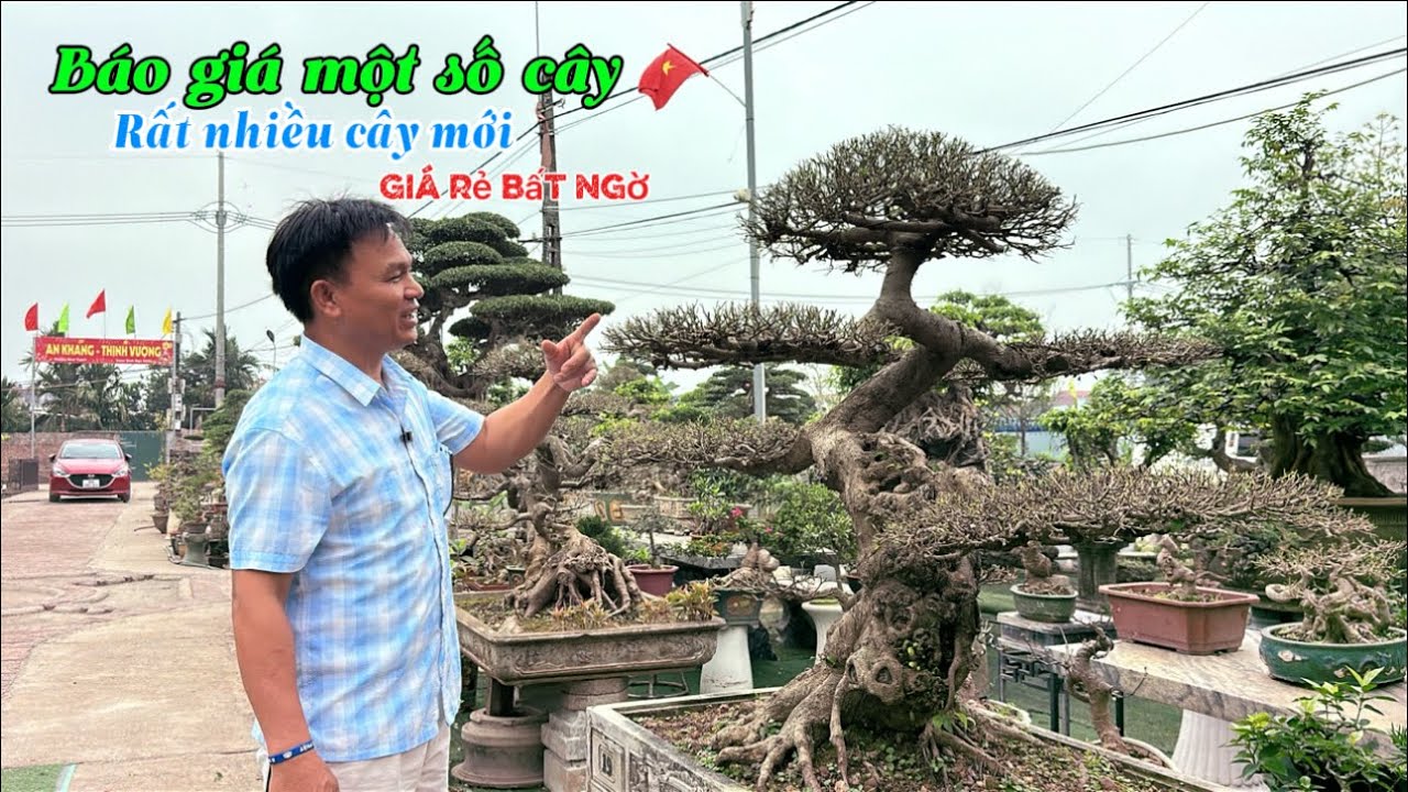 KHÔNG NGỜ LẠI RẺ THẾ tại HTX CC THĂNG LONG, giá hợp lý, số lượng cây mới rất nhiều| Quảng Tùng