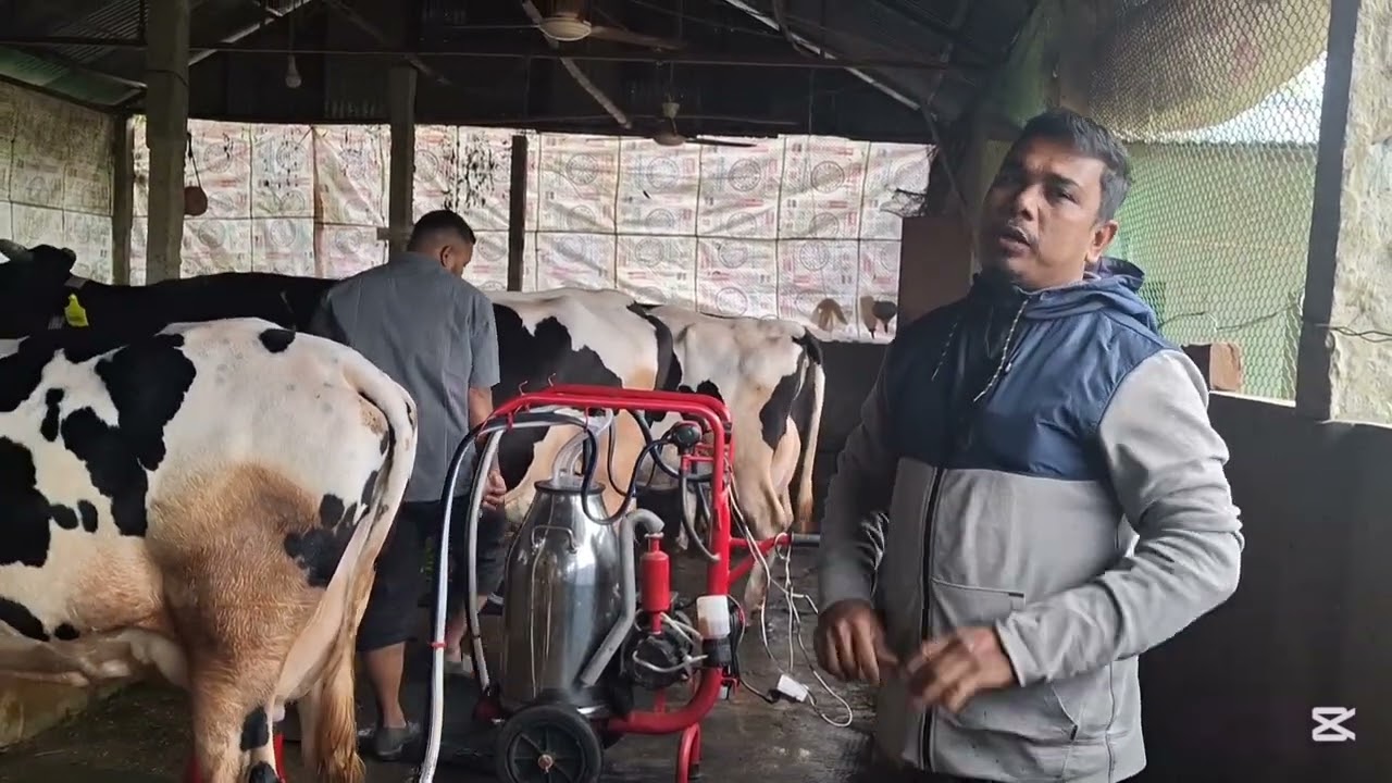 মেশিন দিয়ে গাভীর দুধ দোহন করলে কি কি সুযোগ সুবিধা পাওয়া যায়!?😲❤️