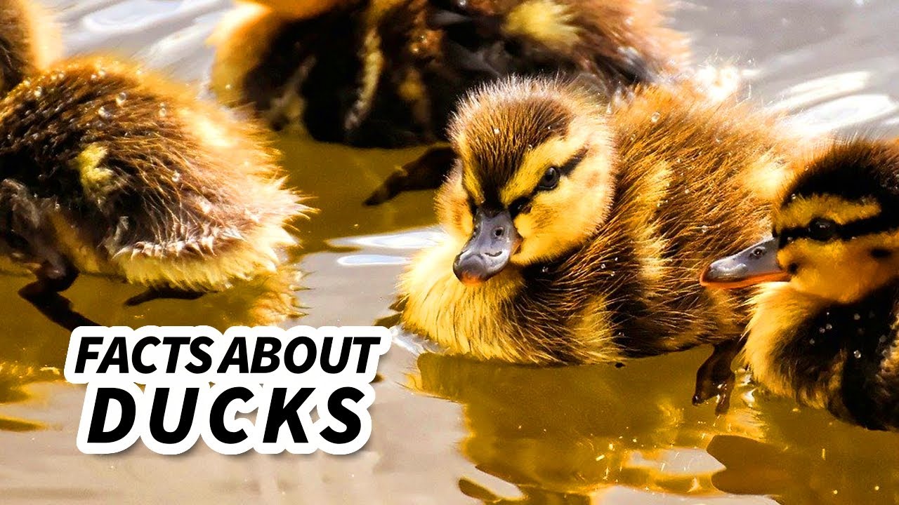 Duck Facts: What is a DUCK?! 🦆 Animal Fact Files