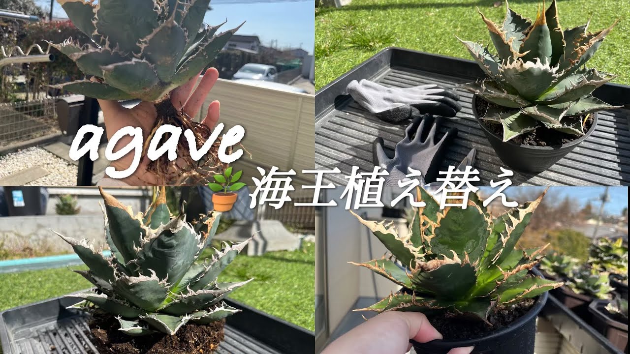 アガベ　海王　植え替え