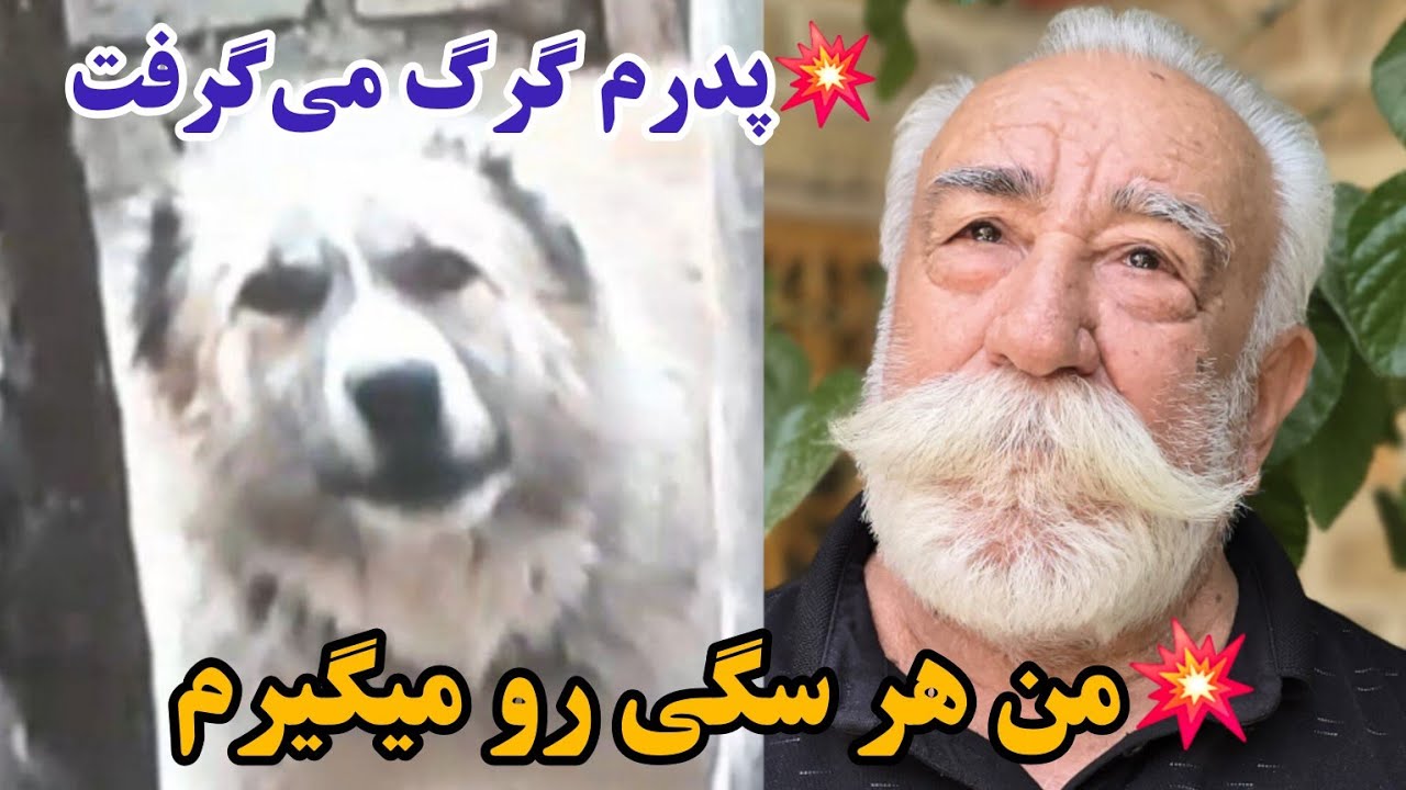 ❤️ داستان سگ گیری آقا رضا شمرونی 