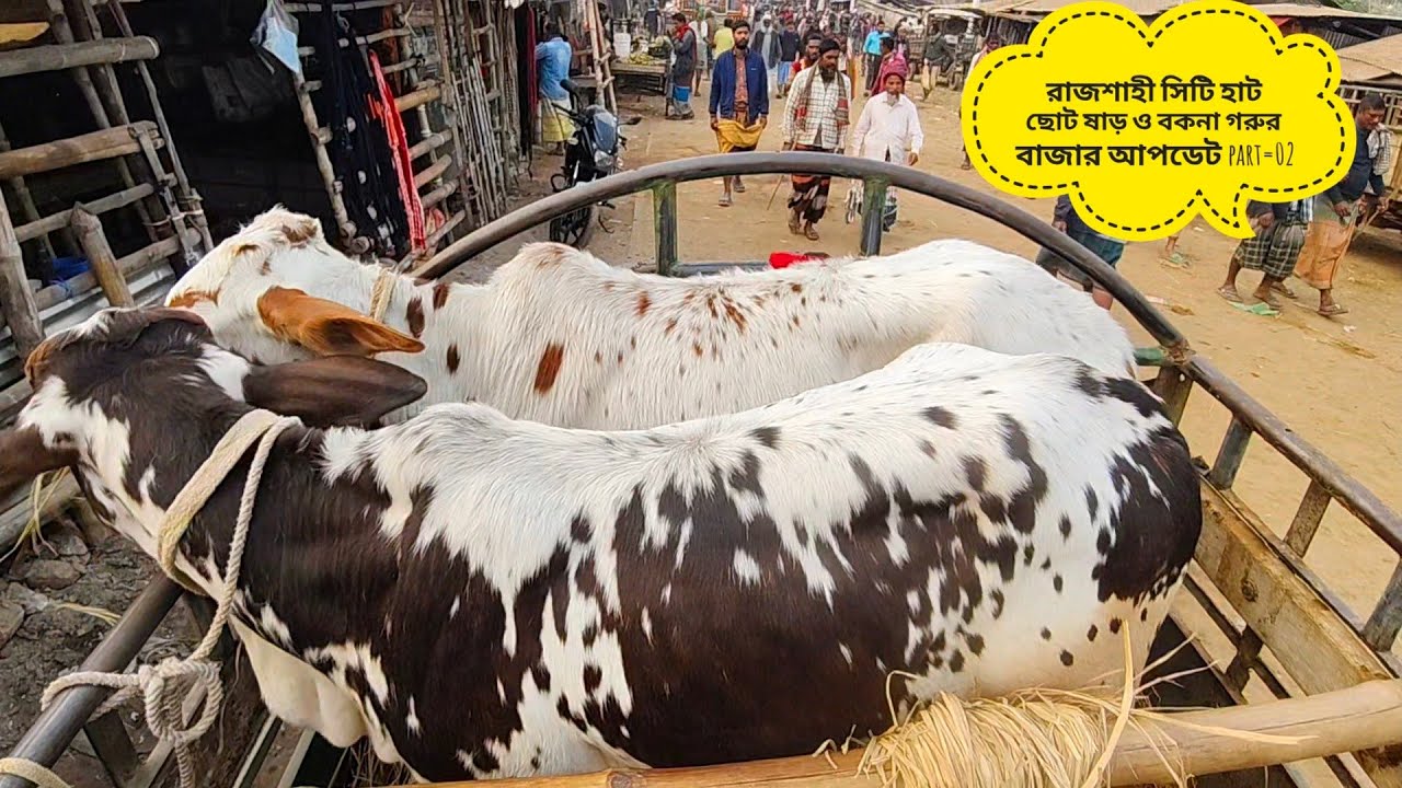   রাজশাহী সিটি হাট  ছোট বাচ্চা ও বকনা গরুর বাজার আপডেট part=02