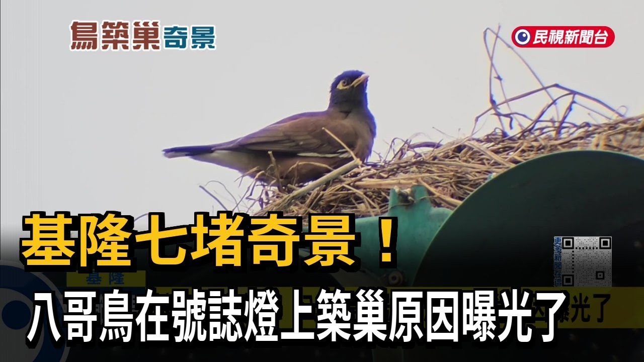 基隆七堵奇景！ 八哥鳥在號誌燈上築巢原因曝光了－民視新聞