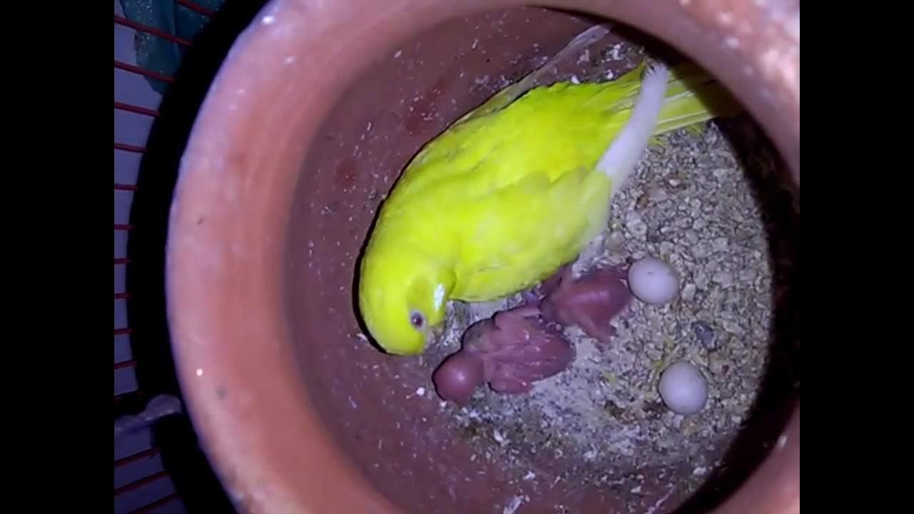 Red eye Australian budgies { day by day } { Growth stages } Anday aur Bachy
