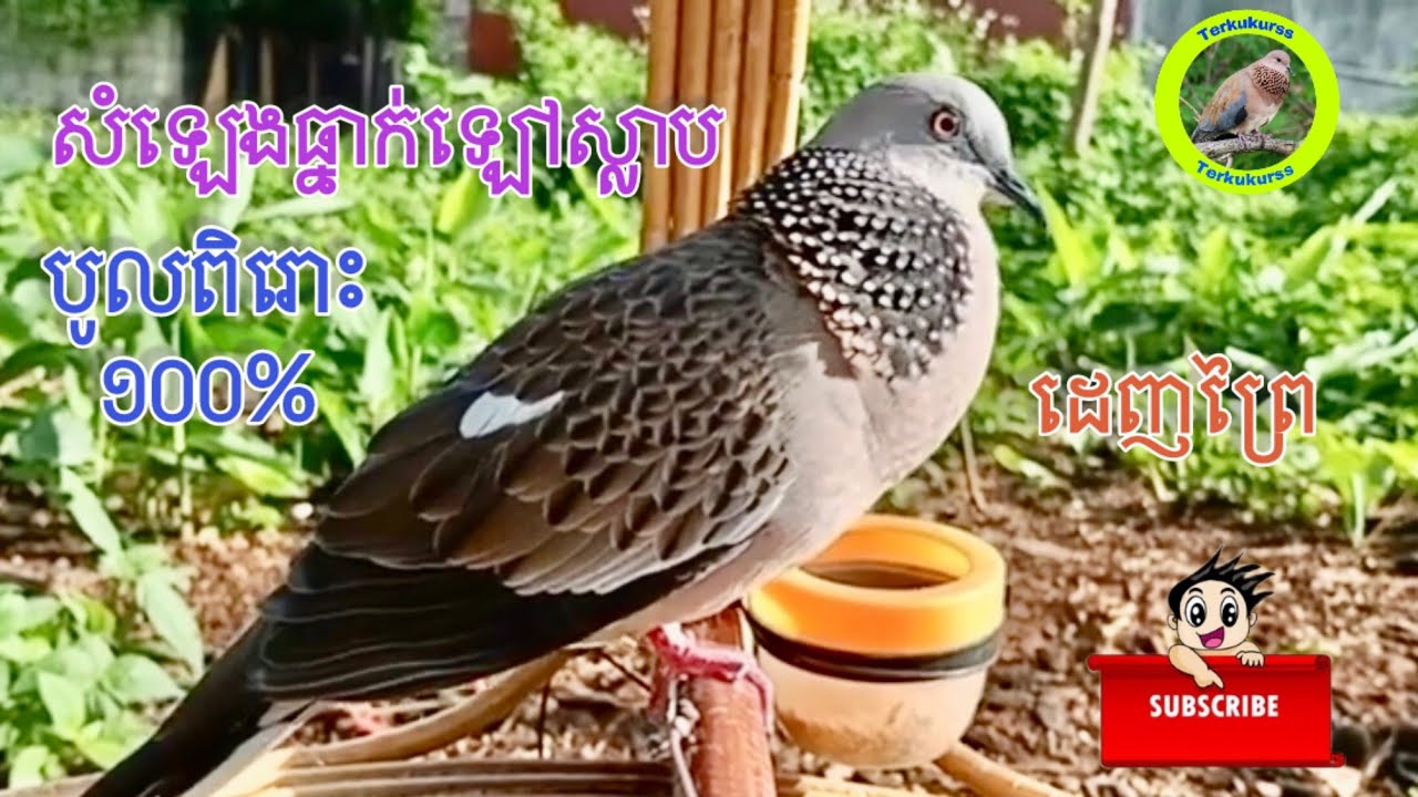 សំលេងលលកធ្នាក់ច្បាស់100% ទាក់ទាញលលកព្រៃ#Terkukurss  sound turtle dove calling