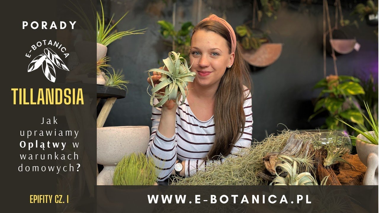 Jak uprawiamy Tillandsie (Oplątwy) w warunkach domowych? Epifity cz. I Air Plants - ABC wiedzy