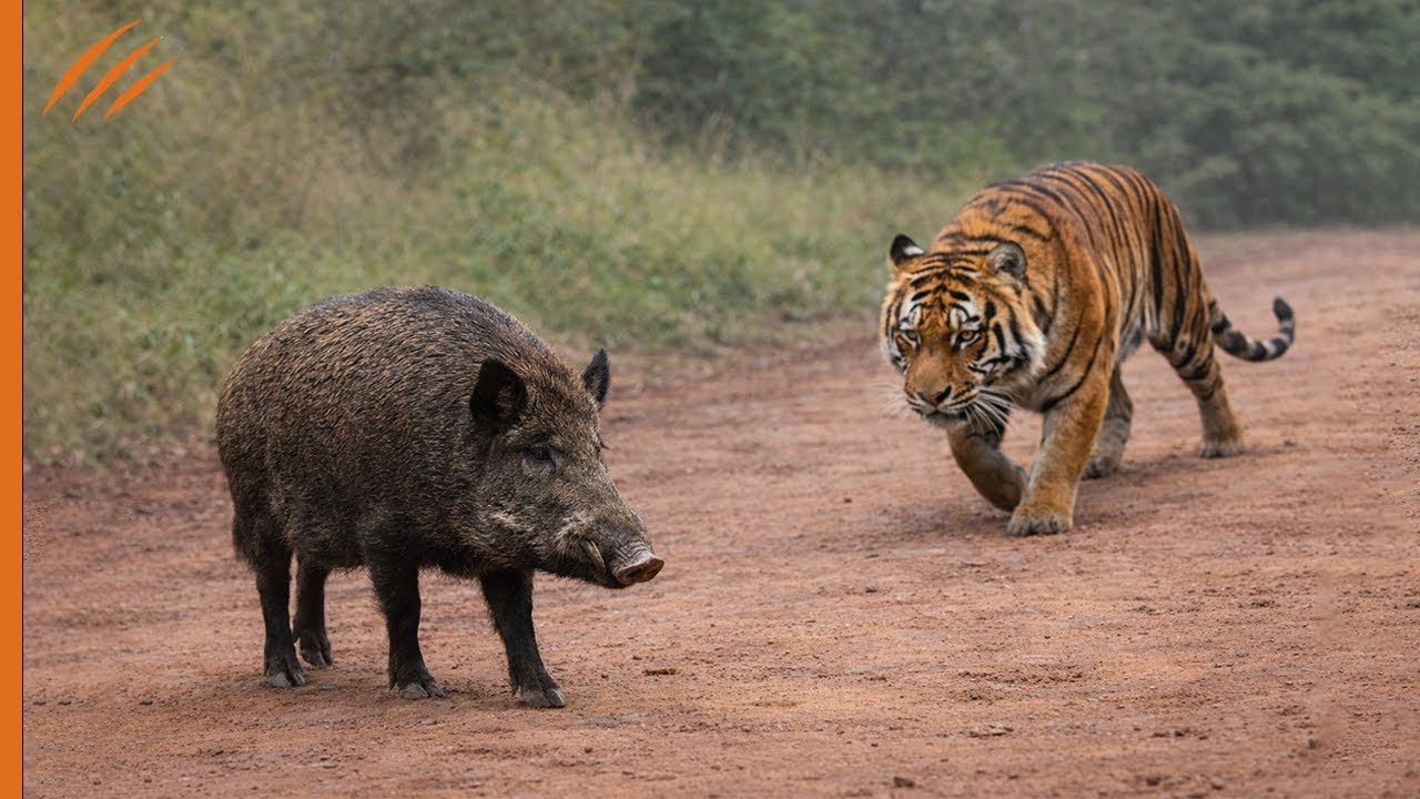 Dieser dumme Tiger griff das falsche Wildschwein an&hellip; und zahlte den Preis!!