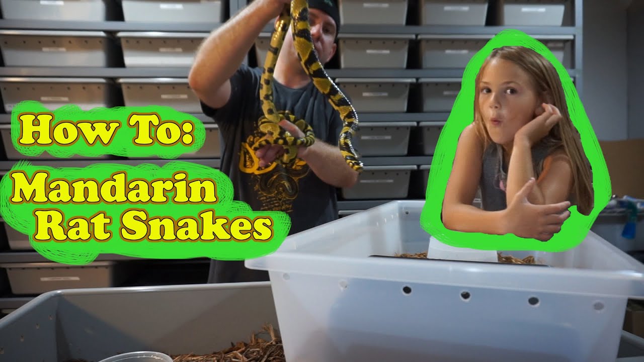 Care Video - Mandarin Rat Snakes with Sarpamitra