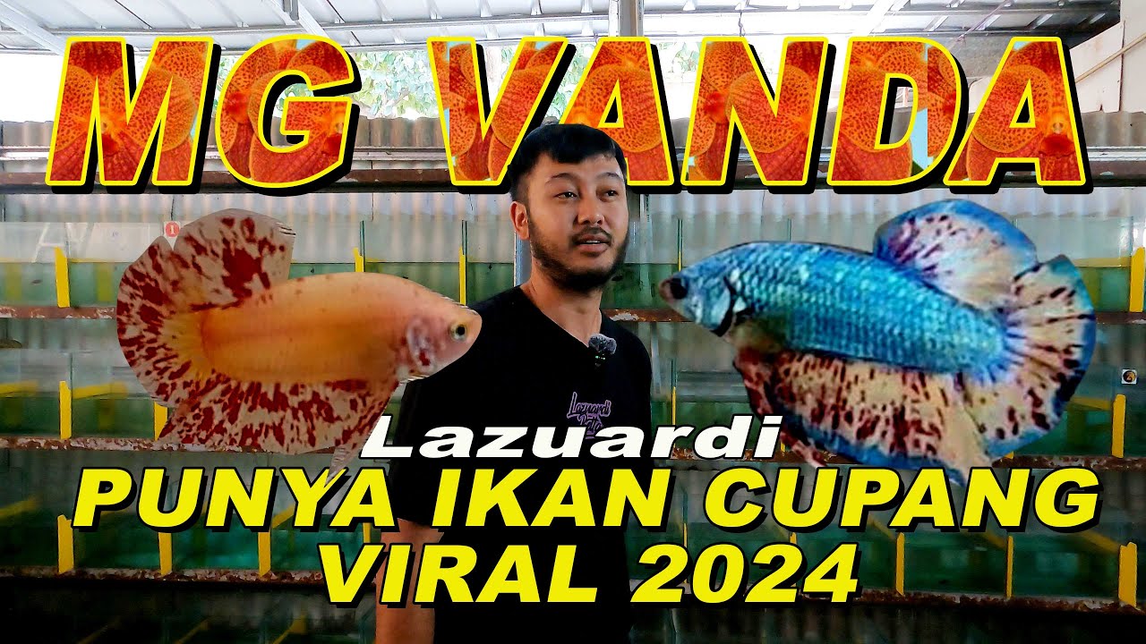LAZUARDI PUNYA IKAN CUPANG VIRAL 2024