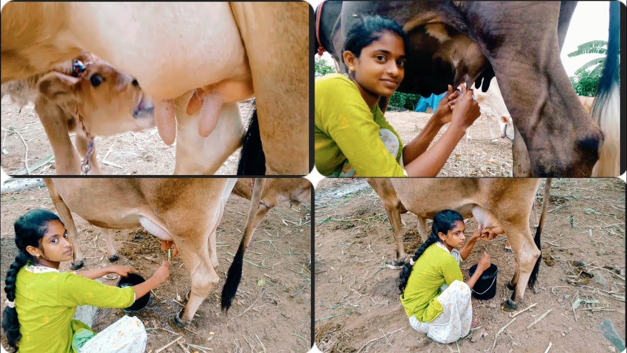 மாலை வேளையில்❤ பால் கறக்கும் வீடியோ  🐮❤/Cow milking video 🍼🐮🐄/evening Cow milking vlog
