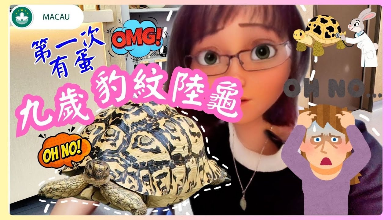 🐢│養龜日記│九歲豹紋陸龜有蛋啦！有蛋就是好事嗎?怎麽知道龜寶們傳達的信息呢?