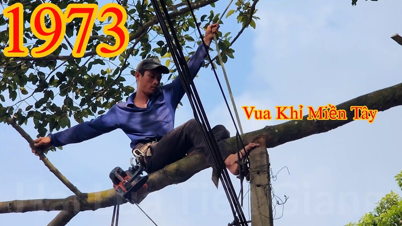 Đệ tử Vua Khỉ cưa hạ gốc cây Dầu , nhánh nằm ngang đường dây điện Cutting tree