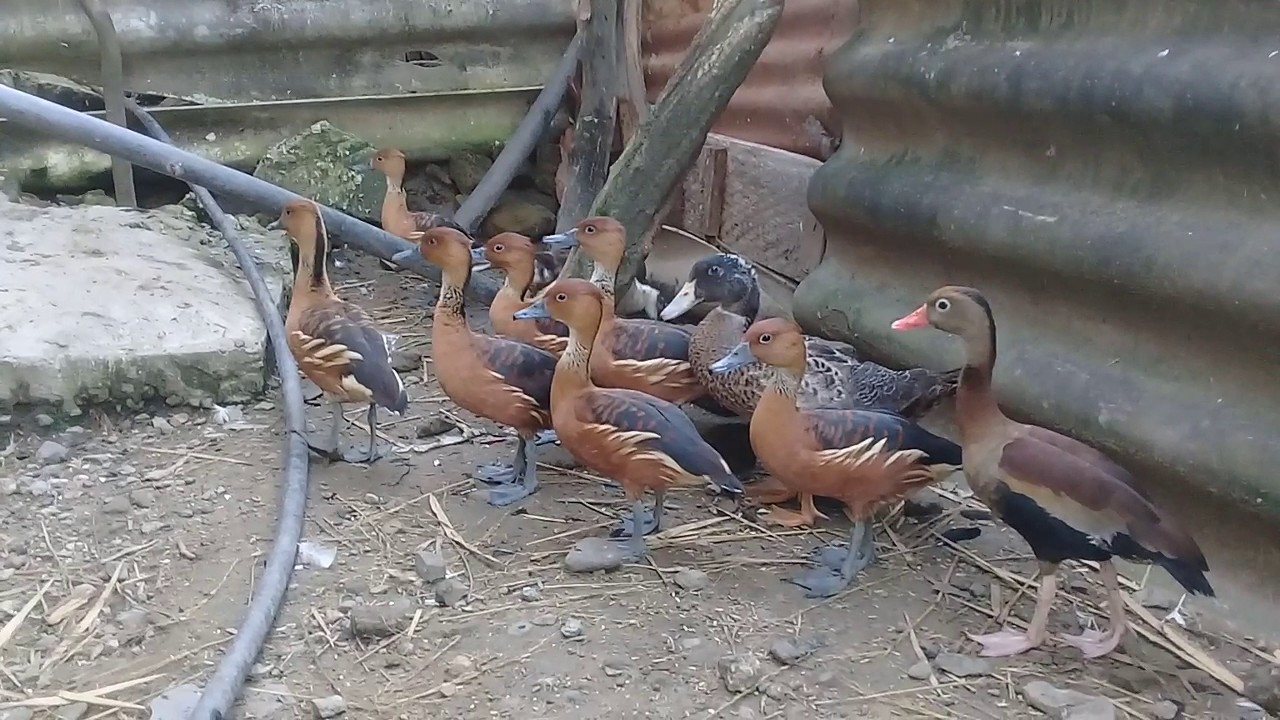 Patos pichichines y 