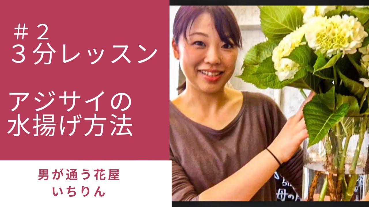 3分レッスン/#2アジサイの水揚げ方法/男が通う花屋 いちりん/豊橋 湖西