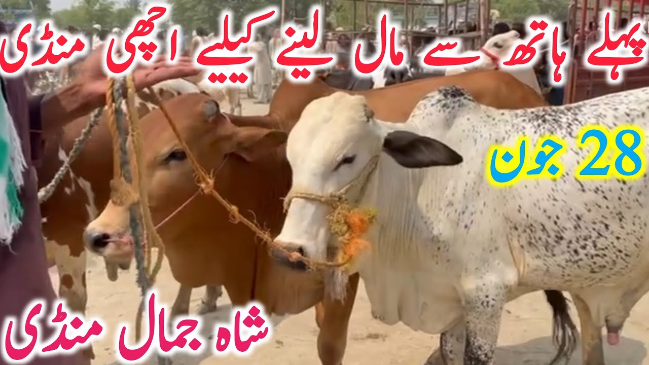 Shah Jamal Cow Mandi Best For Sahiwal Cholistani Bachre Bachrian || Global Village Farming