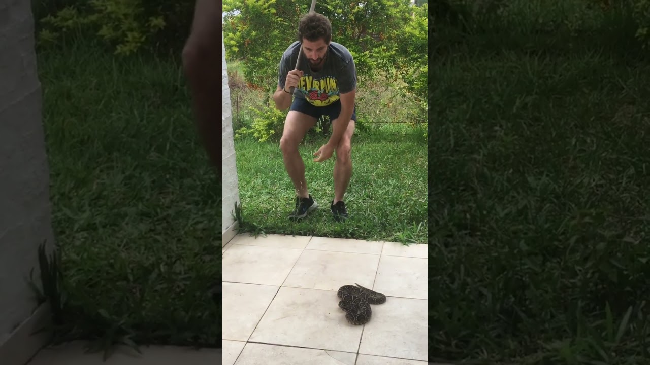Serpiente mortal Argentina ! Yarar&aacute; grande