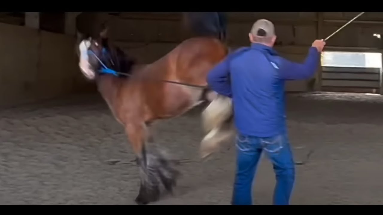 Recently purchased Horse starts her education