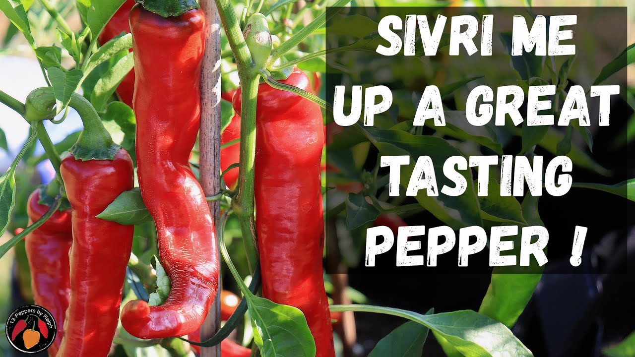 Aji Sivri Pepper Review and Tasting