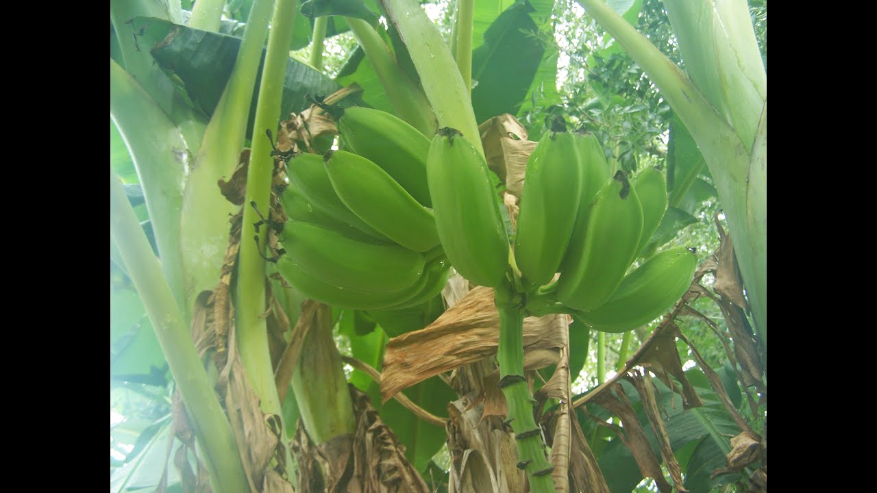 Growing Bananas In Texas, Harvesting