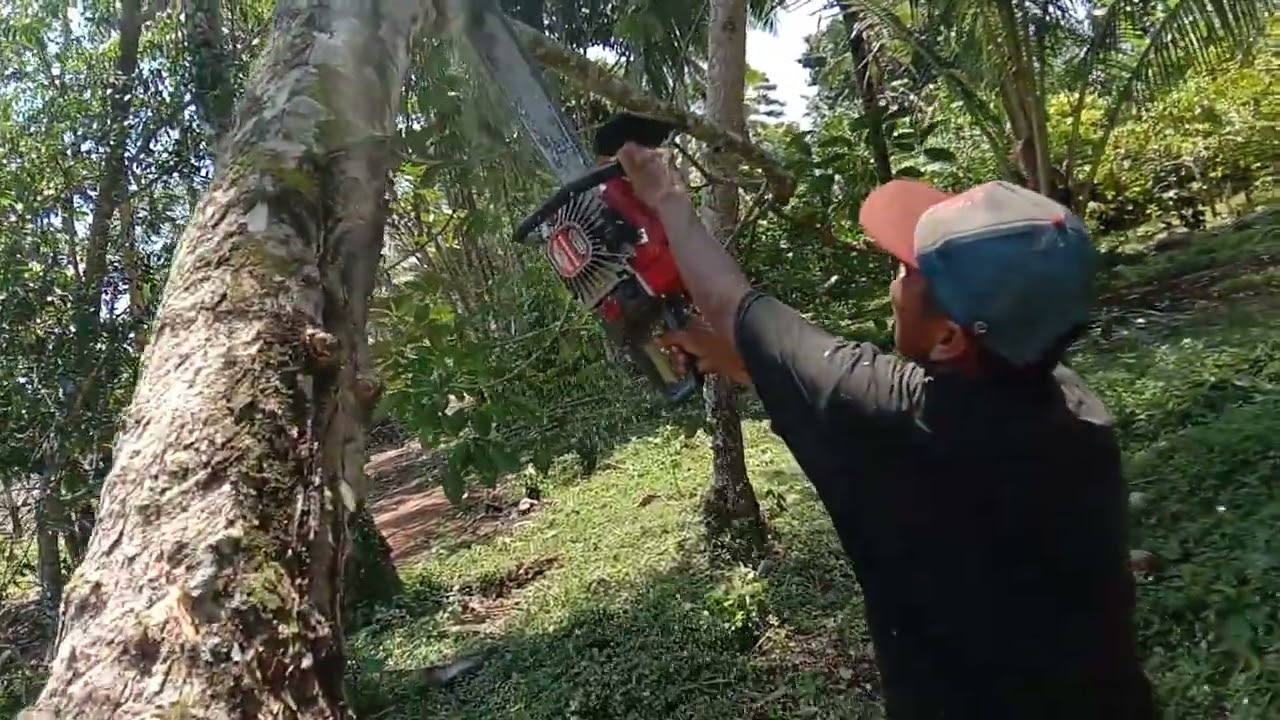 Cara tebang kayu yang nyankut, operotor senior