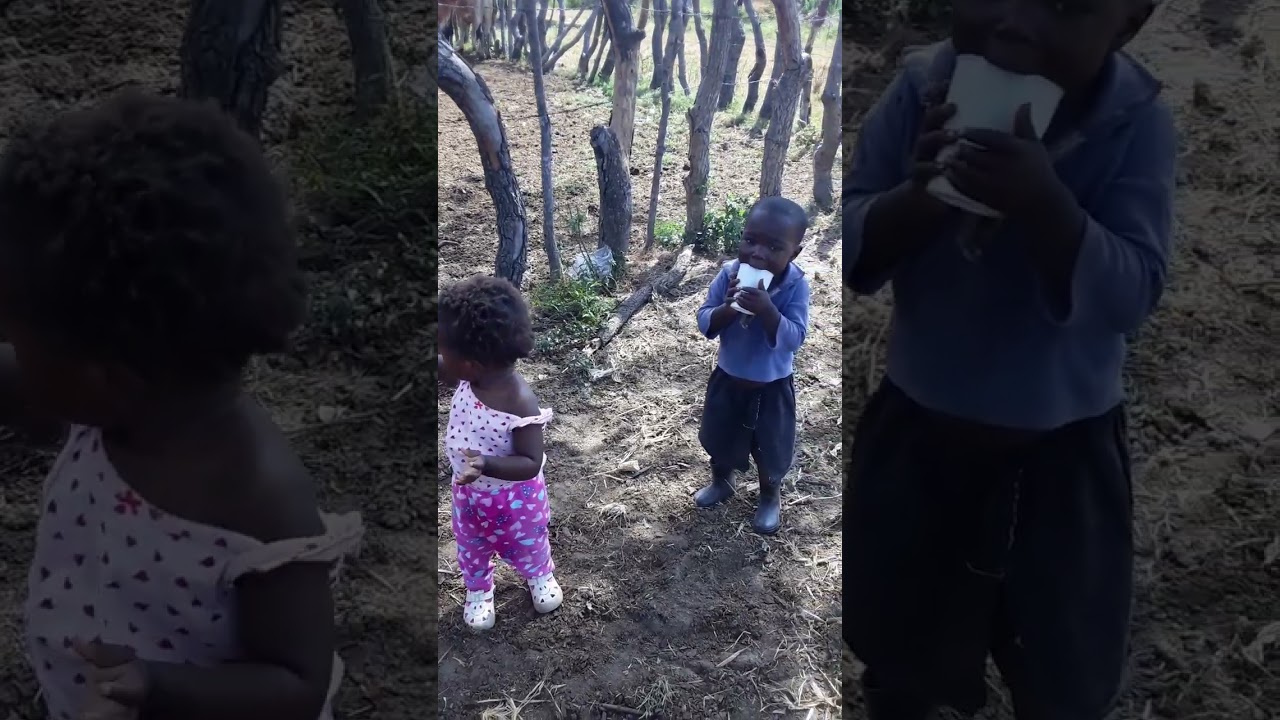 Dipping cattle in Namwala District using a traditional crush pen