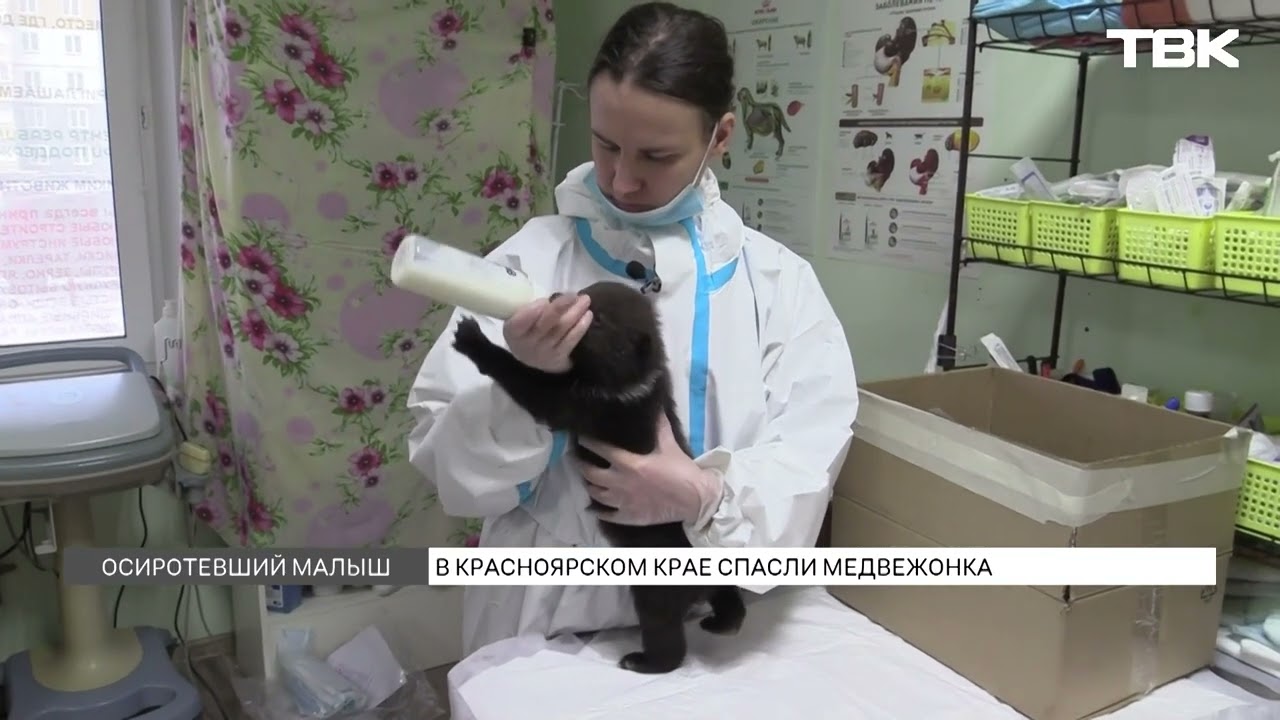 Медвежонка, оставшегося без матери, спасли в Красноярском крае