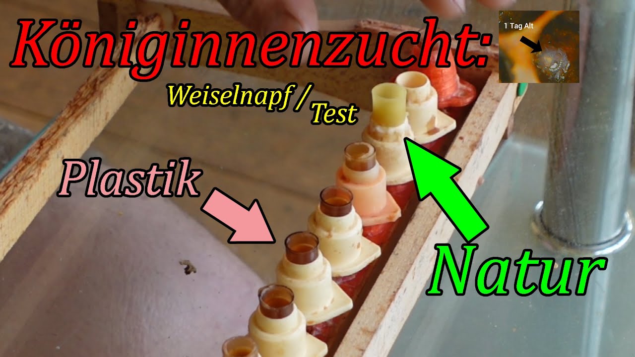 Königinnenzucht: Weiselnapf im Test – Plastik gegen Natur