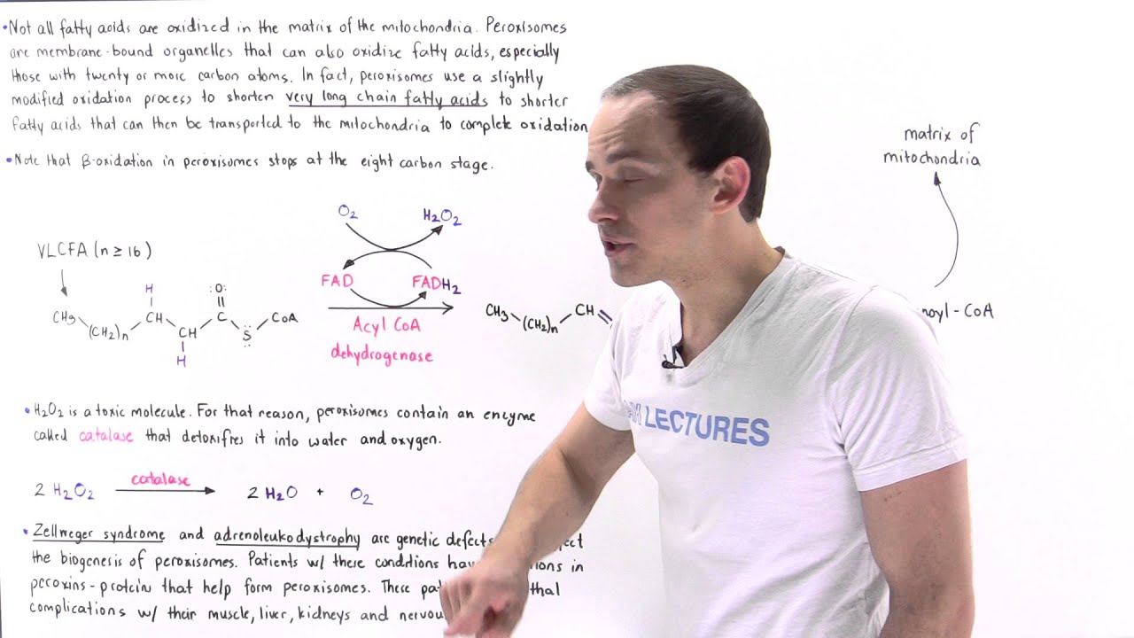 Peroxisomal Oxidation of Fatty Acids