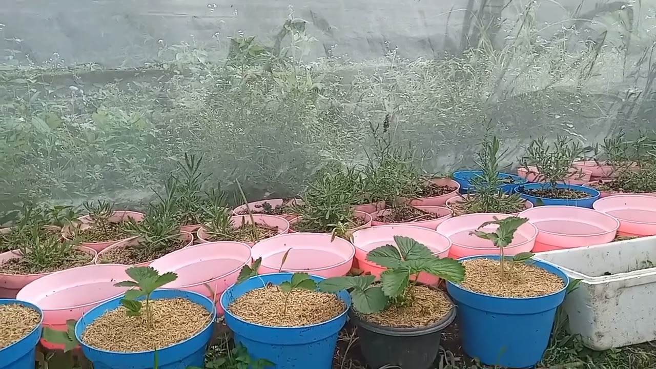 Tanaman Lavender jenis Ingris dan Prancis di Indonesia Raya