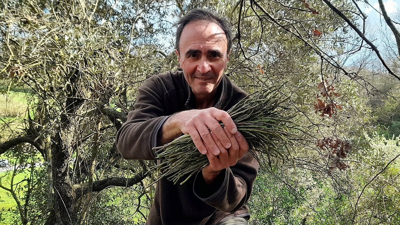 ASPARAGI SELVATICI