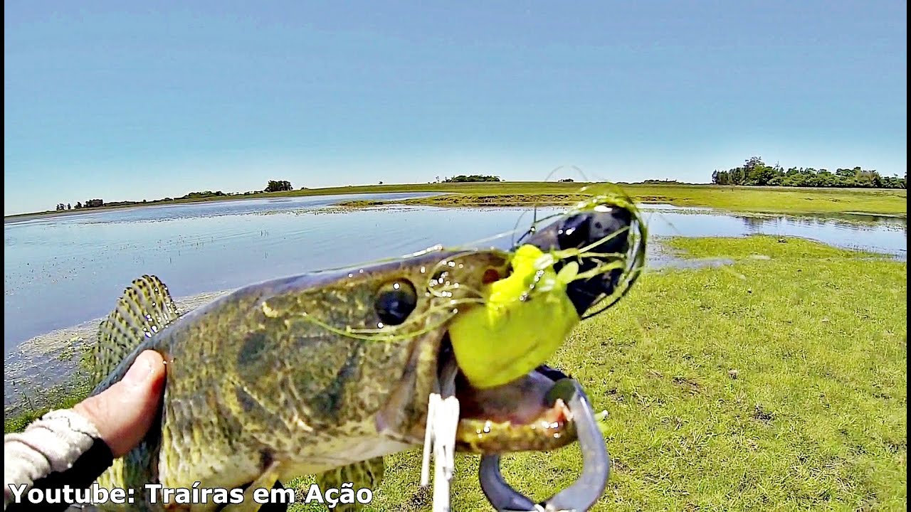 Teste da Tropical Frog - Tire suas conclusões
