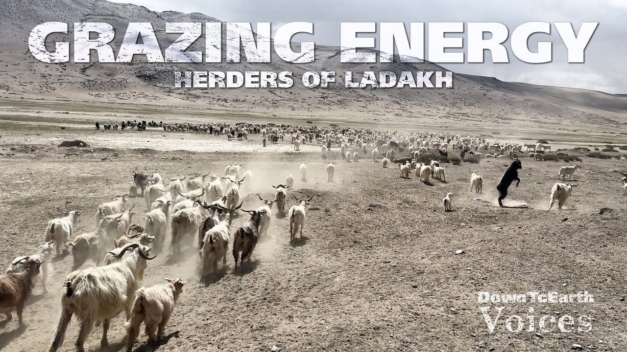 How is India's largest Solar Energy project threatening Ladakh Nomads and Pashmina wool