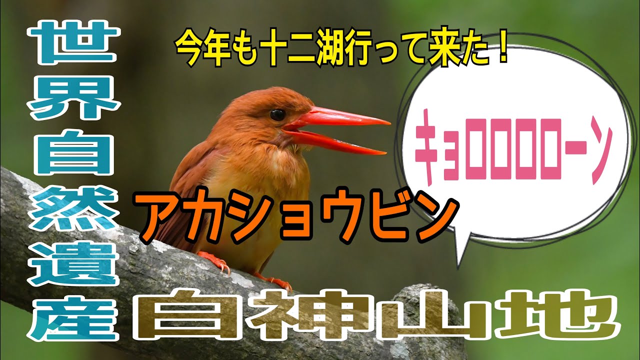 2023今年もアカショウビン！！