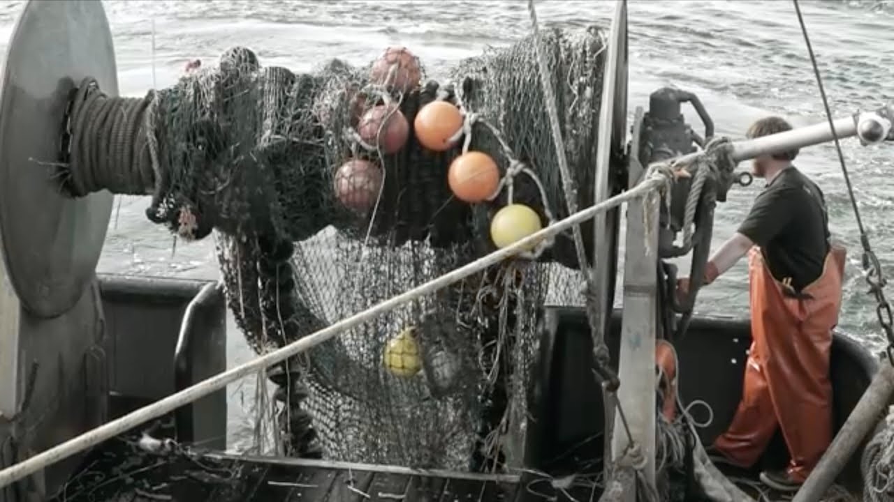 How Groundfish Became a Conservation Success Story | Full Documentary
