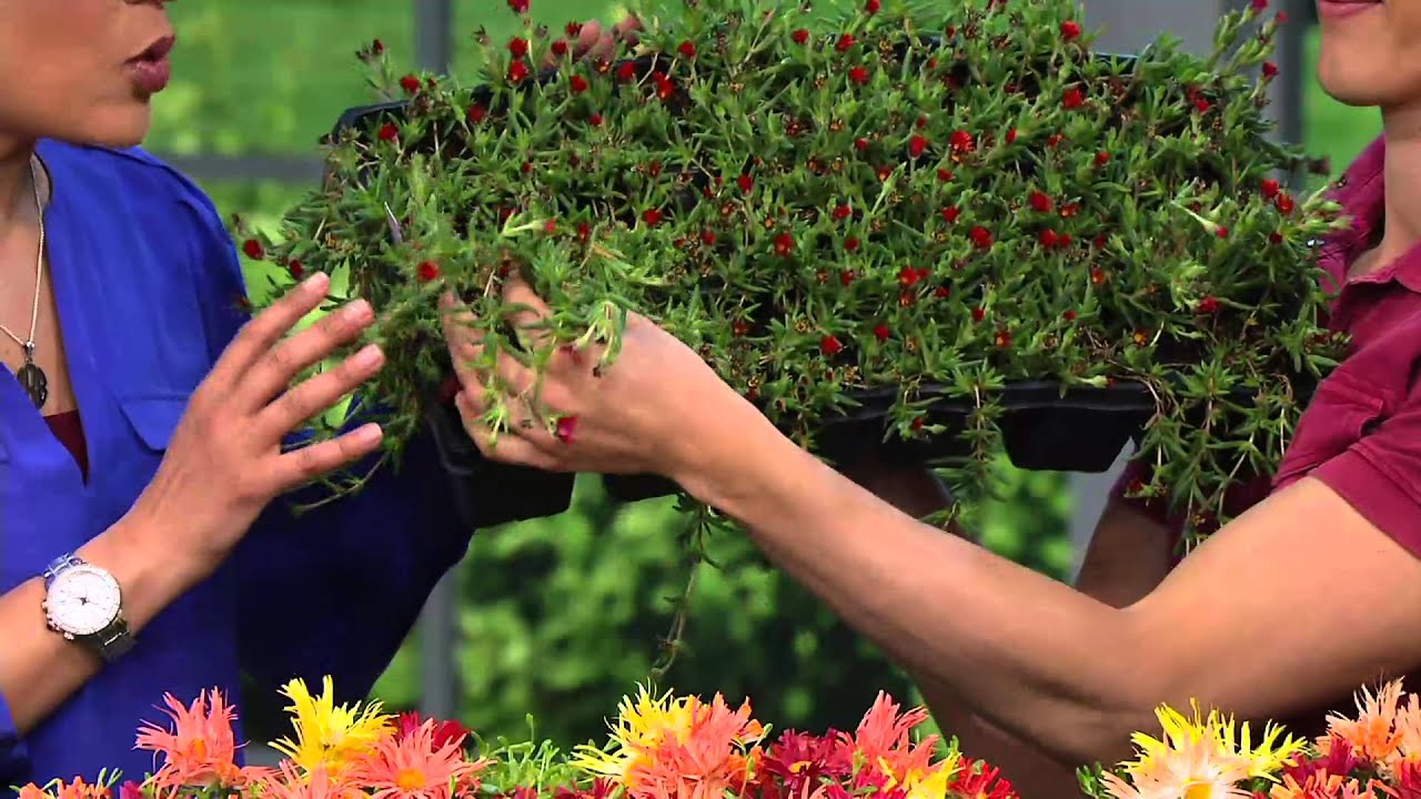 Roberta's 18-piece Hardy Succulent Flowering Ice Plants on QVC