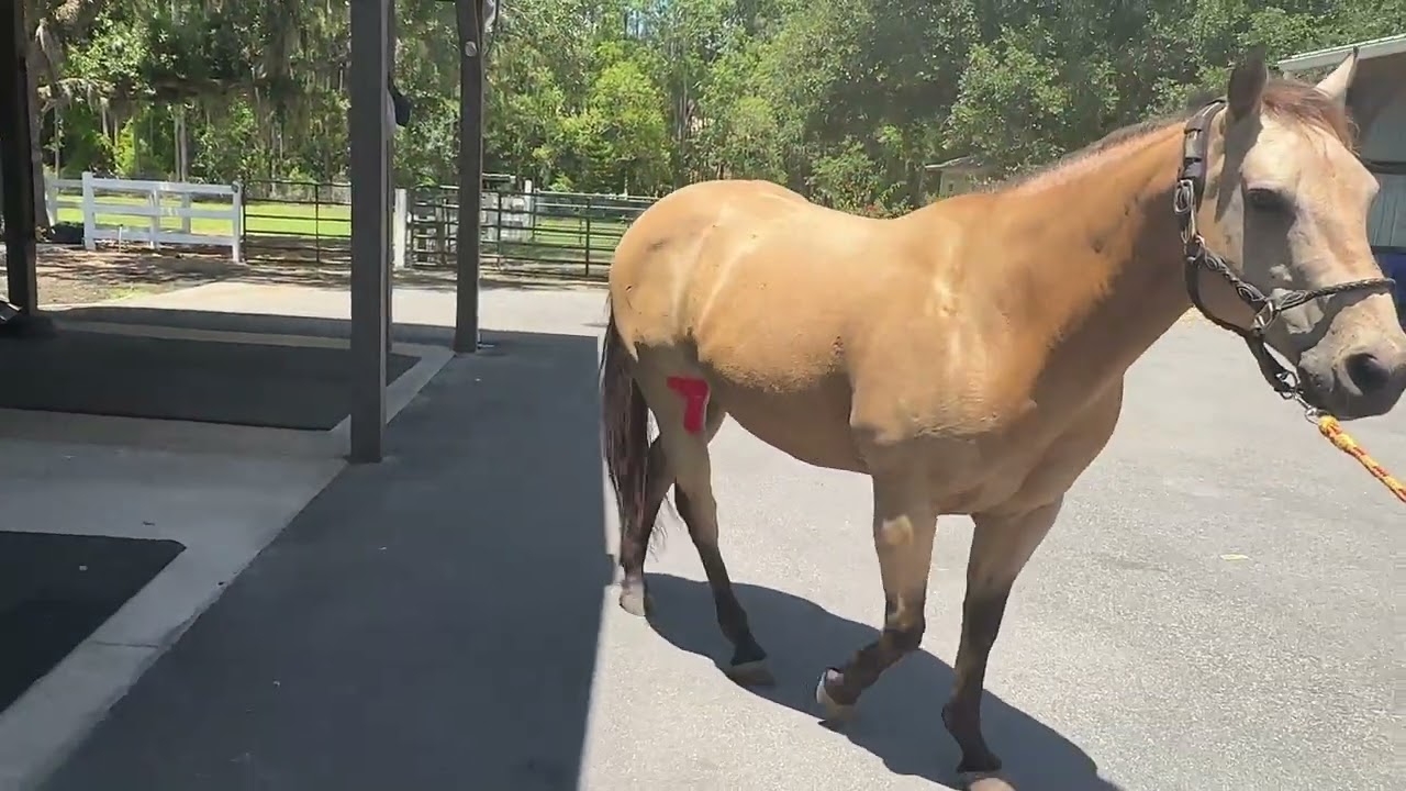 Learn how to tape your horse's stifle joint