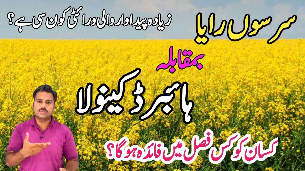 Mustard Raya and hybrid canola crop comparison | What are the best varieties of Raya and Canola
