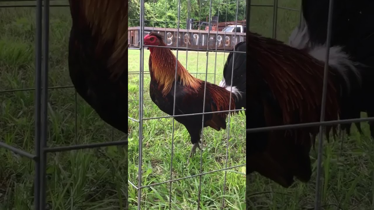 Toppy brood cock