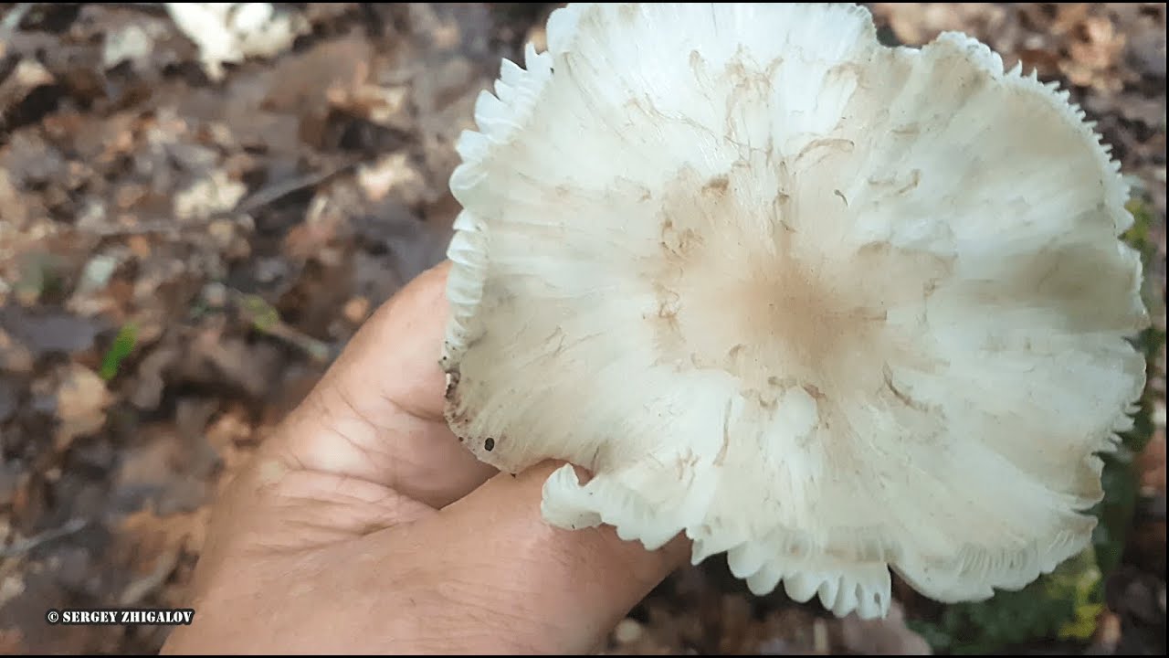 Лечебный гриб Мегаколлибия широкопластинчатая Megacollybia platyphylla &ndash; против тромбоза.
