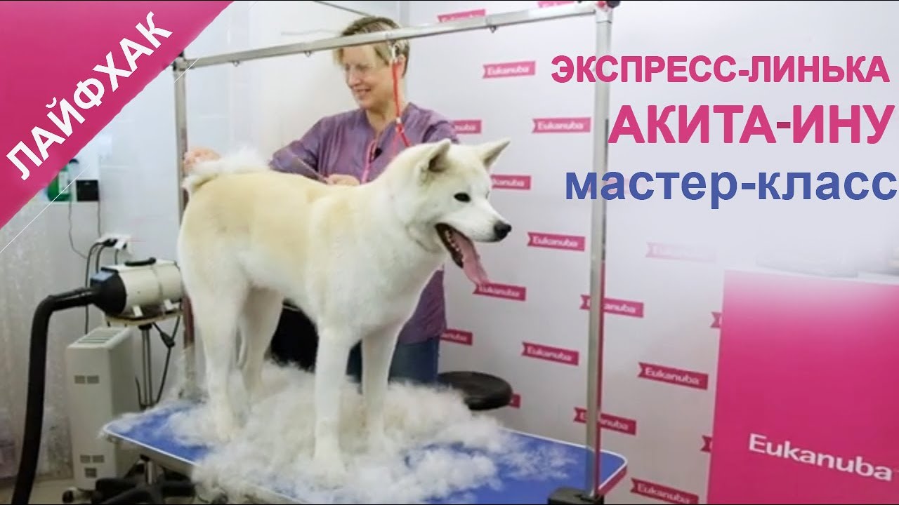 Акита-ину. Лайфхак. Экспресс-линька за 2 часа! Мастер-класс.