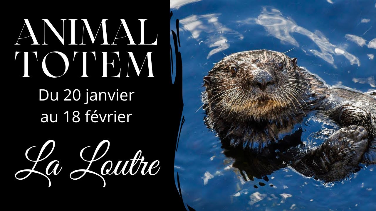 Animal Totem - La Loutre - Du 20 Janvier au 18 Février - Astrologie amérindienne