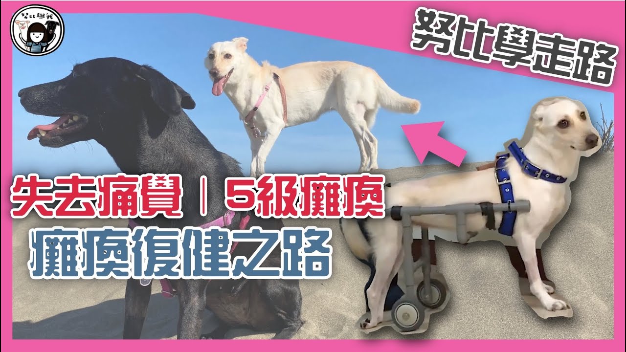努比重新學走路➤狗狗5級癱瘓復健之路｜纖維軟骨栓塞