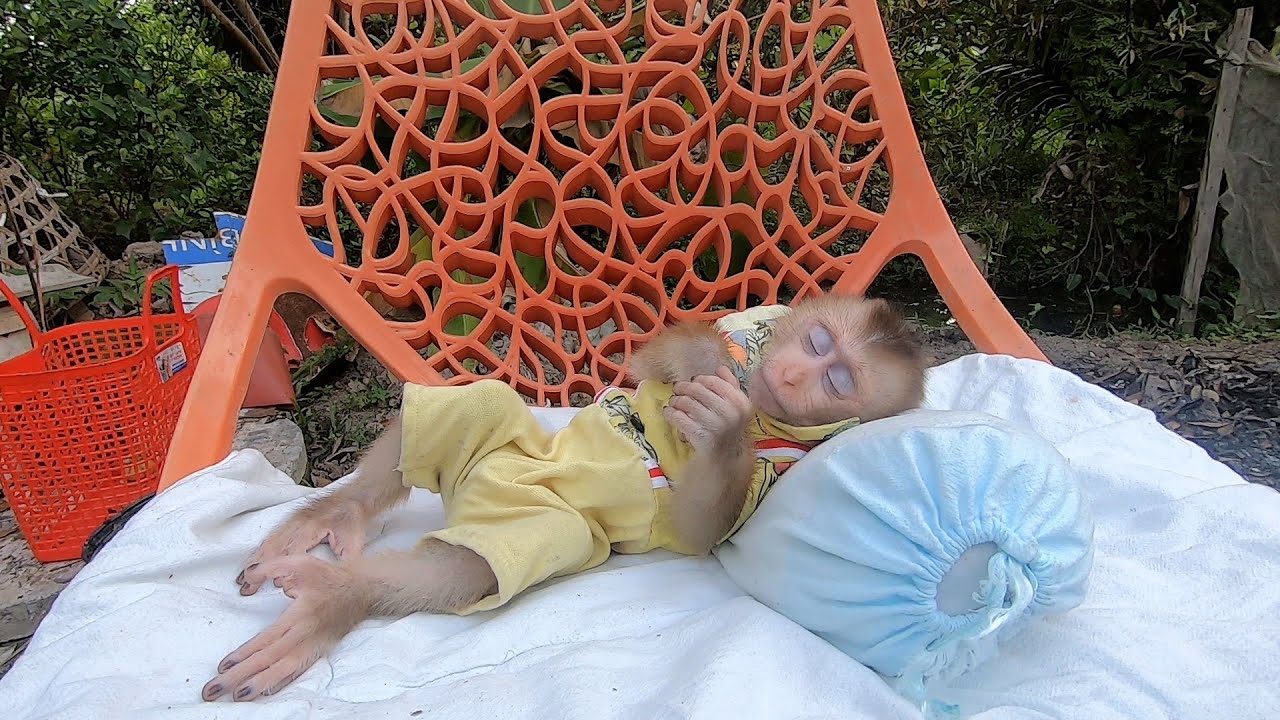 Baby Monkey's Sweet Dreams, Heartwarming Dad And Son Bonding Time!