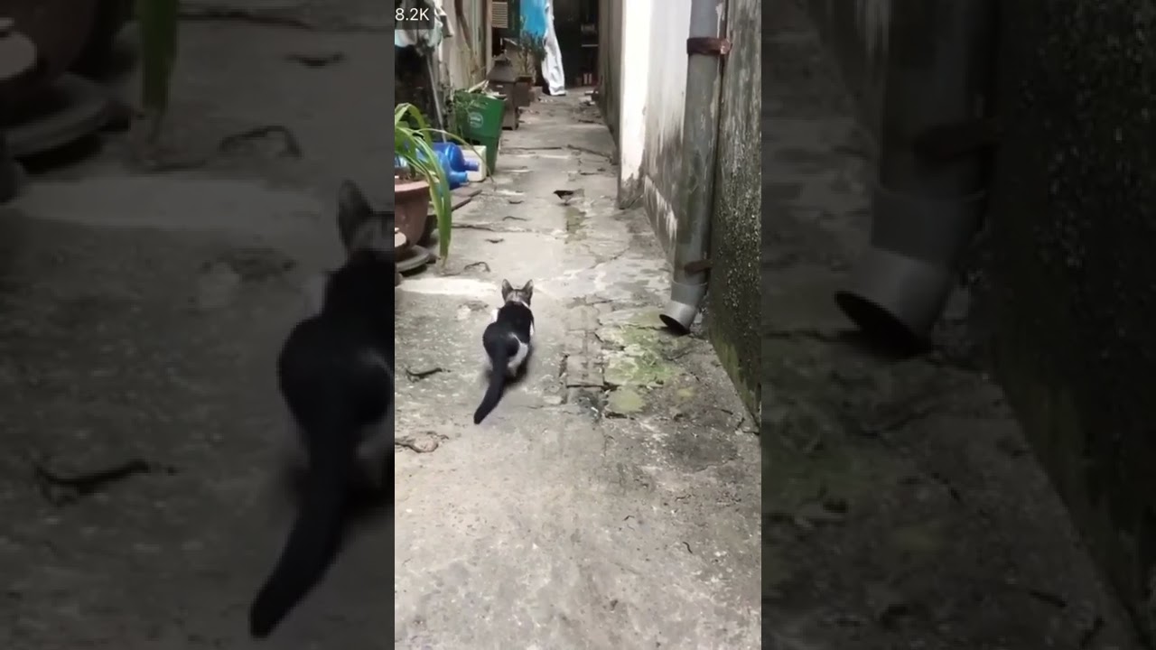 Cat Hunt a sparrow #CatHunt #viralvideo #shorts