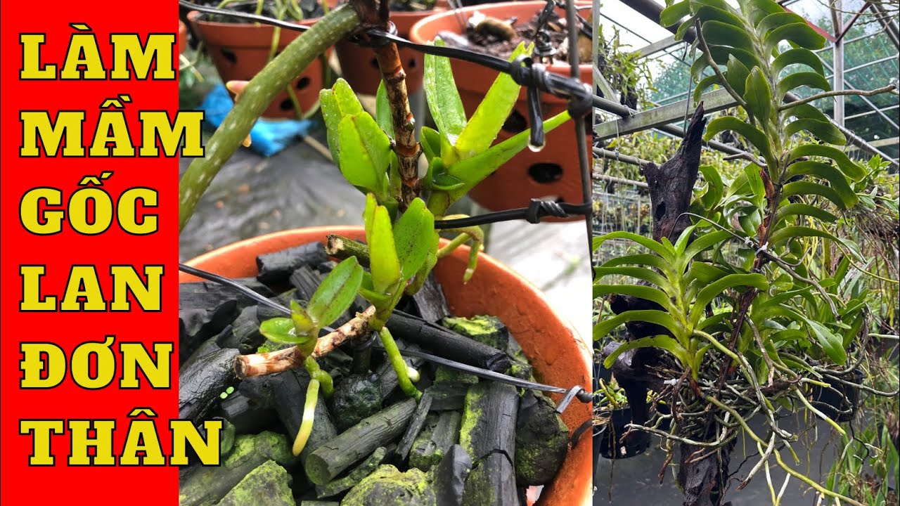 Làm mầm gốc lan đơn thân
