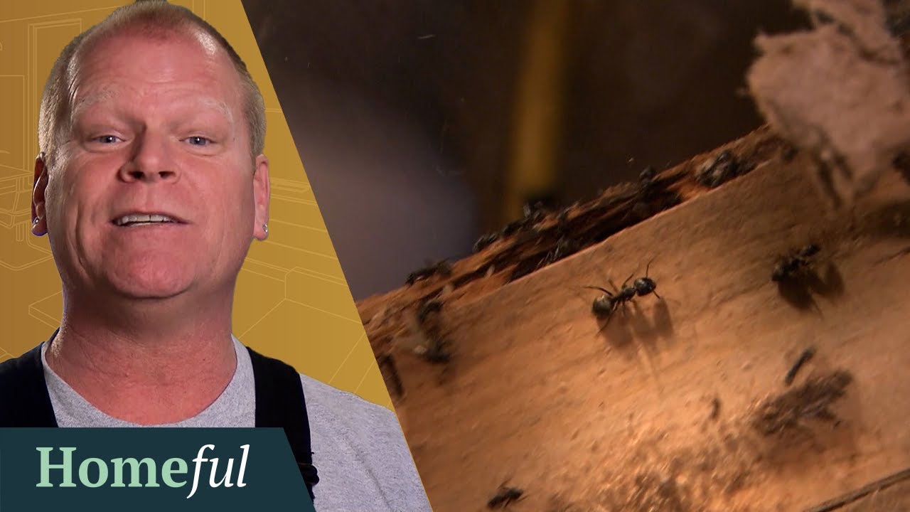 Carpenter Ants and Termites: A Homeowner's Worst Nightmare
