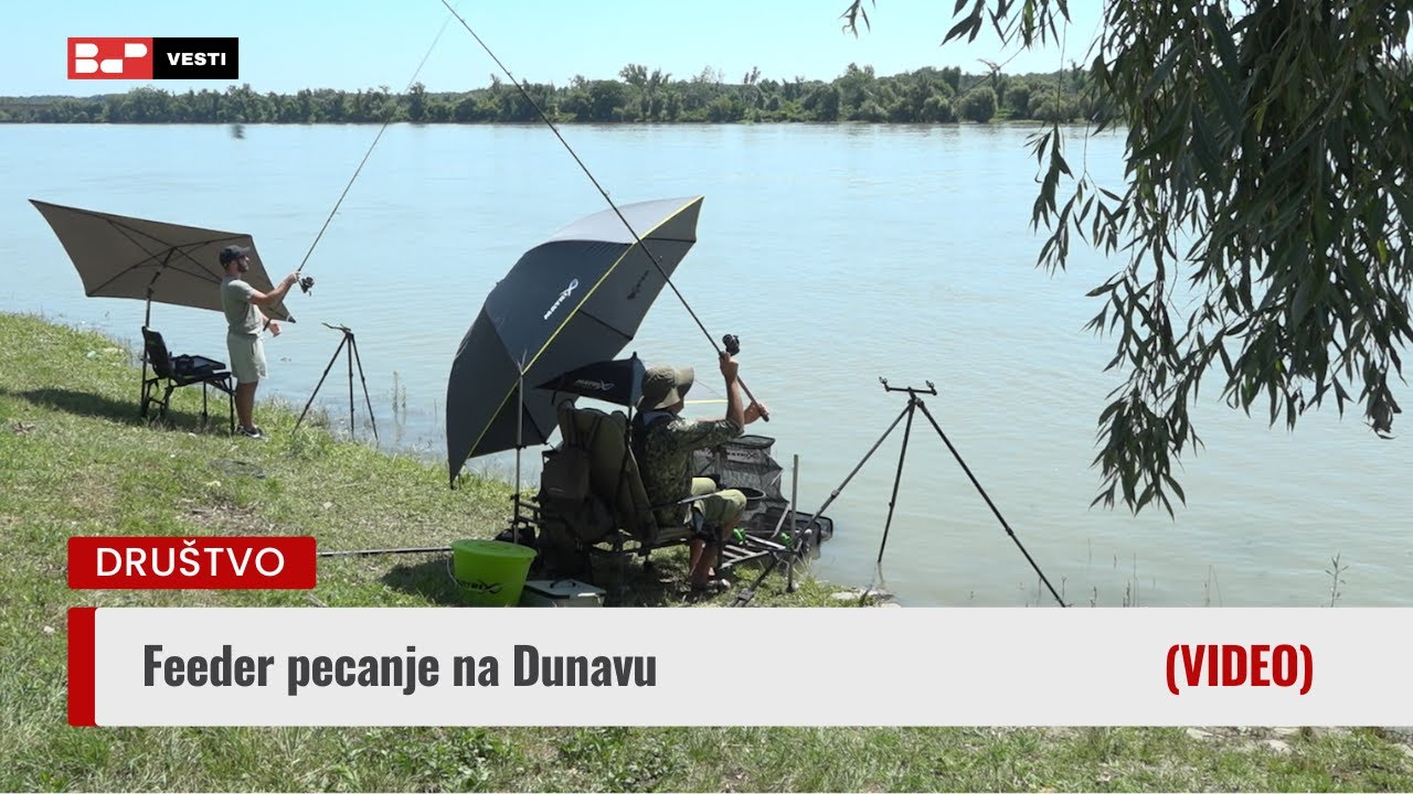 Feeder pecanje na Dunavu