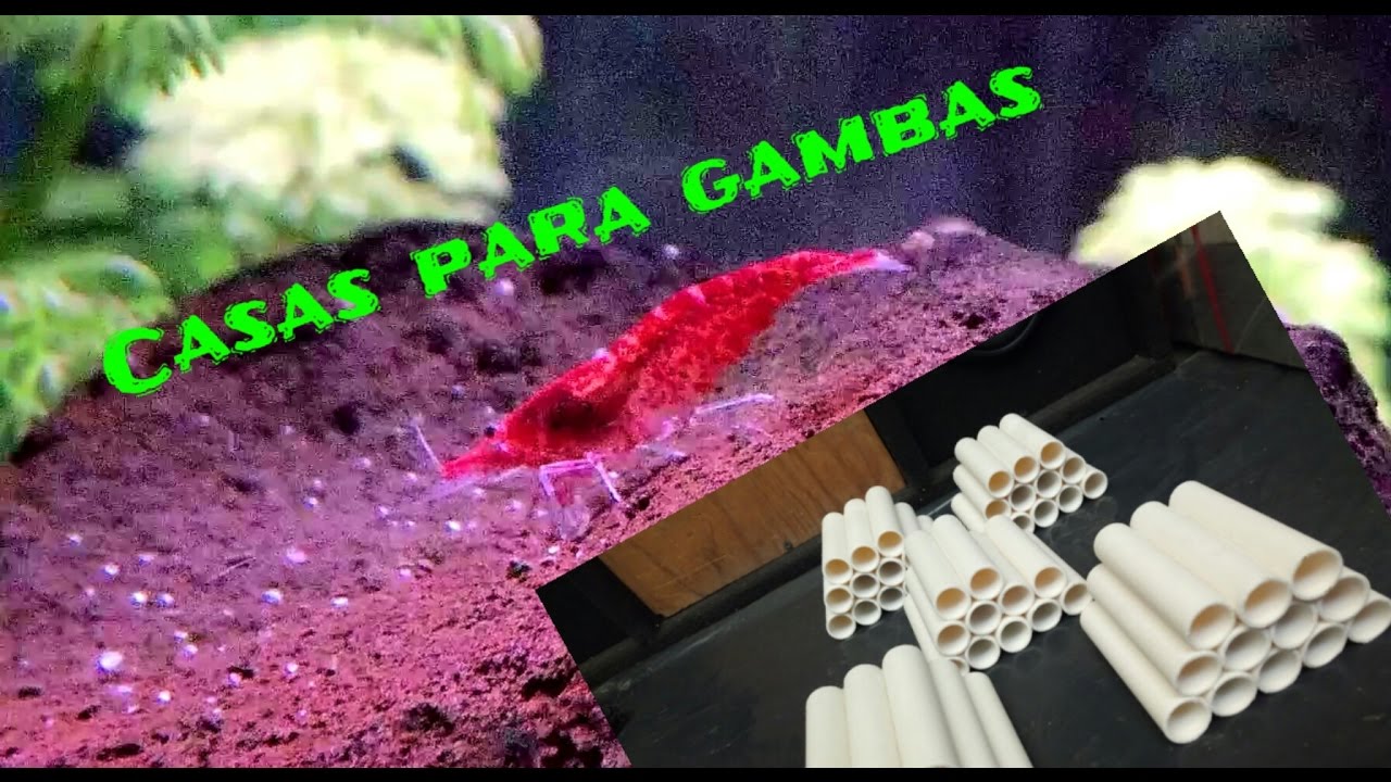 Refugio para gambas
