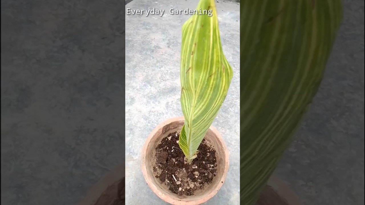 How to grow Canna Lily plant from cutting,